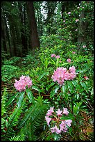 Rhodoendron flowers after  rain, Del Norte Redwoods State Park. Redwood National Park, California, USA.