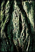 Redwood bark close-up. Redwood National Park, California, USA.