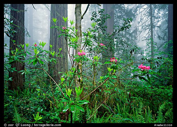 Rododendrons, redwoods, and fog, Lady Bird Johnson Grove. Redwood National Park, California, USA.