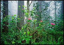 Rododendrons, redwoods, and fog, Lady Bird Johnson Grove. Redwood National Park, California, USA.