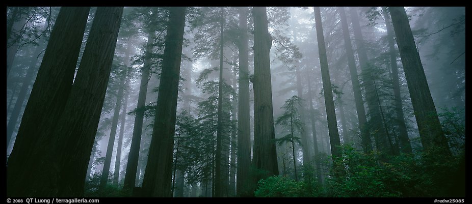 Tall forest in mist, Lady Bird Johnson Grove. Redwood National Park (color)
