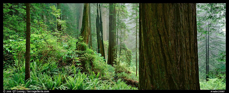 Misty forest and ferns. Redwood National Park, California, USA.