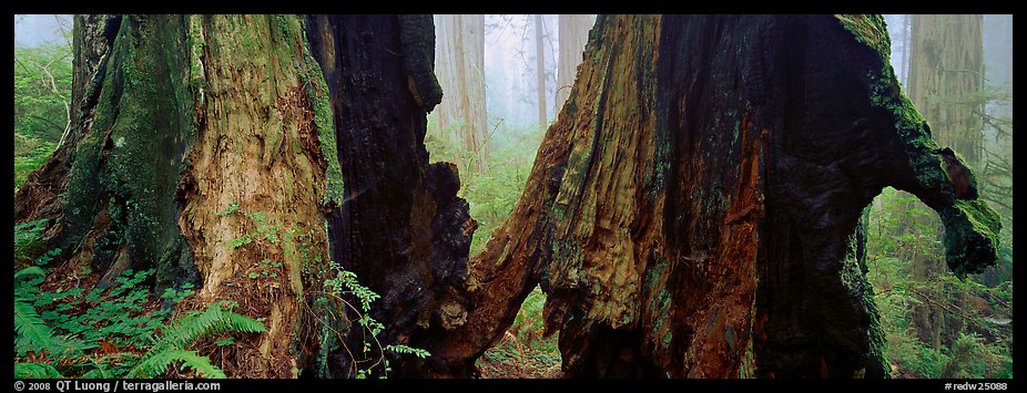 Hollow ancient tree in the fog. Redwood National Park (color)