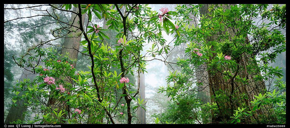 Airy forest scene with rhododendrons. Redwood National Park (color)