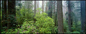 Spring forest with rhododendrons. Redwood National Park (Panoramic color)