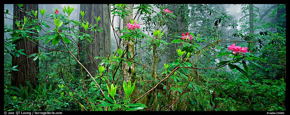 Rhododendrons in misty forest. Redwood National Park (color)