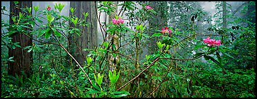 Rhododendrons in misty forest. Redwood National Park (Panoramic color)