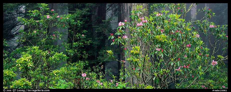 Redwood forest with rhododendrons. Redwood National Park (color)