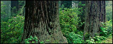 Redwood tree trunks and rhododendrons. Redwood National Park (Panoramic color)