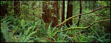 Forest in spring with ferns, redwoods, and rhododendrons. Redwood National Park (Panoramic color)