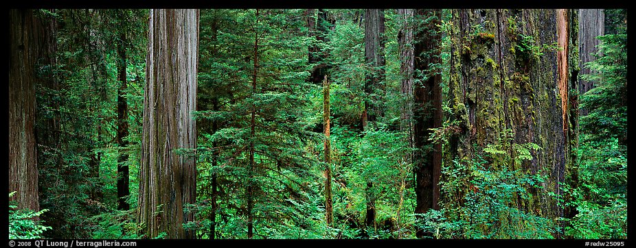 Lush Redwood forest. Redwood National Park (color)