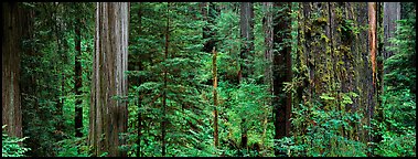 Lush Redwood forest. Redwood National Park (Panoramic color)