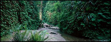 Gorge with fern-covered walls. Redwood National Park (Panoramic color)