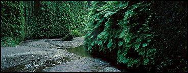 Stream in Fern Canyon. Redwood National Park (Panoramic color)