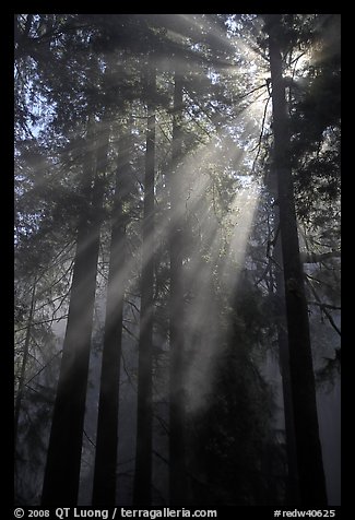 Redwood forest and sun rays, Del Norte Redwoods State Park. Redwood National Park, California, USA.