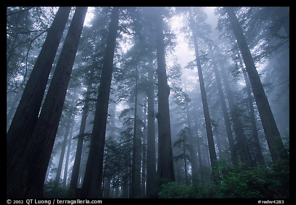 Tall redwood trees in fog, Lady Bird Johnson grove. Redwood National Park