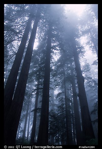 Tall redwood trees in fog, Lady Bird Johnson grove. Redwood National Park, California, USA.