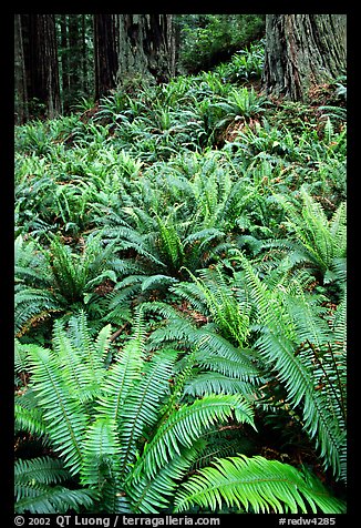 Pacific sword ferns and redwood trees, Prairie Creek Redwoods State Park. Redwood National Park (color)