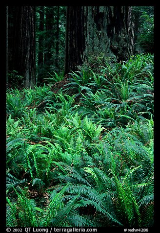 Dense pacific sword ferns and redwoods, Prairie Creek. Redwood National Park, California, USA.