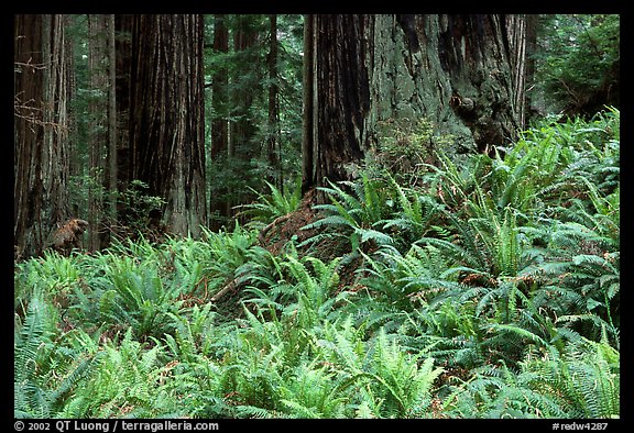 Pacific sword ferns in redwood forest, Prairie Creek Redwoods State Park. Redwood National Park, California, USA.