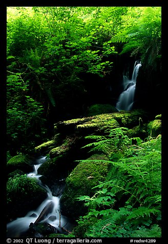 Waterfall, Prairie Creek Redwoods State Park. Redwood National Park (color)