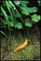Banana Slug, Prairie Creek Redwoods State Park. Redwood National Park ( color)