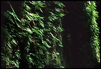 Vertical wall entirely covered with ferns, Fern Canyon, Prairie Creek Redwoods State Park. Redwood National Park ( color)