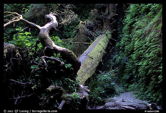 Fallen tree across Fern Canyon. Redwood National Park, California, USA.