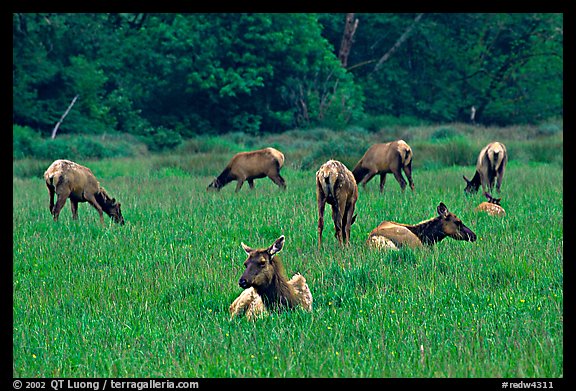 Herd of Roosevelt Elk in meadow, Prairie Creek Redwoods State Park. Redwood National Park (color)
