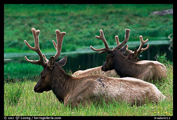 Bull Roosevelt Elks, Prairie Creek Redwoods State Park. Redwood National Park (color)