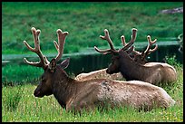 Bull Roosevelt Elks, Prairie Creek. Redwood National Park, California, USA. (color)
