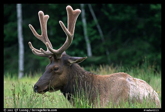 Bull Roosevelt Elk, Prairie Creek. Redwood National Park, California, USA.