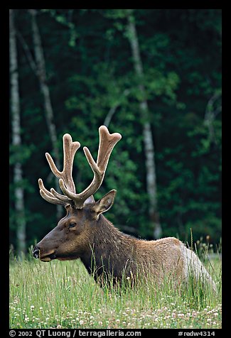 Bull Roosevelt Elk with large antlers, Prairie Creek. Redwood National Park, California, USA.