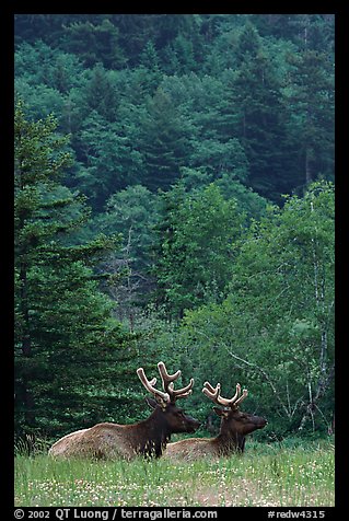 Bull Roosevelt Elks in meadow, Prairie Creek Redwoods State Park. Redwood National Park (color)