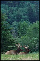 Bull Roosevelt Elks in meadow, Prairie Creek. Redwood National Park, California, USA. (color)