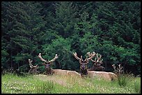 Herd of Bull Roosevelt Elks, Prairie Creek Redwoods State Park. Redwood National Park, California, USA.
