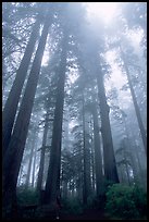 Visitor dwarfed by Giant Redwood trees. Redwood National Park, California, USA. (color)
