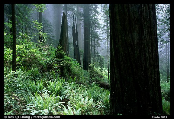 Ferns and redwoods in mist, Del Norte Redwoods State Park. Redwood National Park, California, USA.