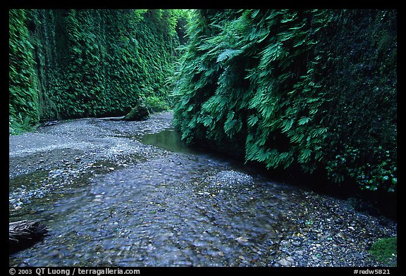 Stream and walls covered with ferms, Fern Canyon. Redwood National Park