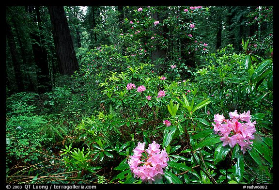 Rododendrons in bloom in a redwood grove, Del Norte Redwoods State Park. Redwood National Park, California, USA.