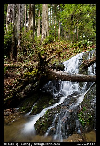 Fern Falls and redwood trees, Jedediah Smith Redwoods State Park. Redwood National Park (color)