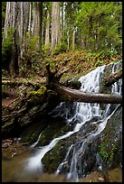 Fern Falls and redwood trees, Jedediah Smith Redwoods State Park. Redwood National Park ( color)