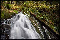 Upper cascades of Fern Falls and fallen tree, Jedediah Smith Redwoods State Park. Redwood National Park ( color)