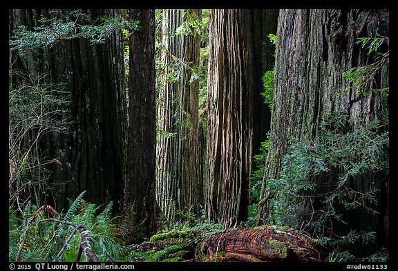 Light on trunks of giant redwood trees, Jedediah Smith Redwoods State Park. Redwood National Park (color)