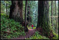 Hiker between giant redwoods, Boy Scout Tree trail, Jedediah Smith Redwoods State Park. Redwood National Park ( color)