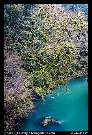 Tree and turquoise Mill Creek, Jedediah Smith Redwoods State Park. Redwood National Park (color)