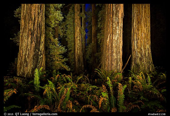Ancient redwoods lighted at night, Jedediah Smith Redwoods State Park. Redwood National Park (color)