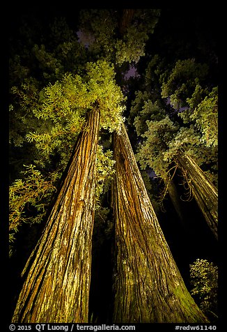 Tall redwoods lighted at night, Jedediah Smith Redwoods State Park. Redwood National Park (color)