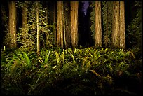 Ferns and redwoods at night, Jedediah Smith Redwoods State Park. Redwood National Park ( color)
