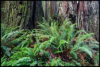 Ferns and textured trunks of giant redwoods, Stout Grove, Jedediah Smith Redwoods State Park. Redwood National Park ( color)